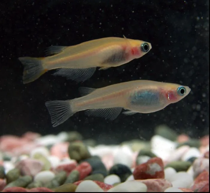 Live image of medaka fish