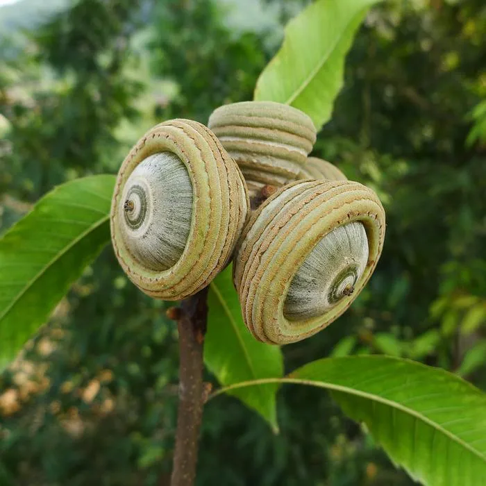 Quercus austrocochinchinensis acorns