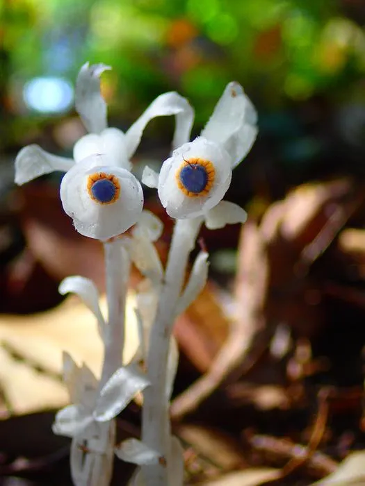 Monotropastrum humile