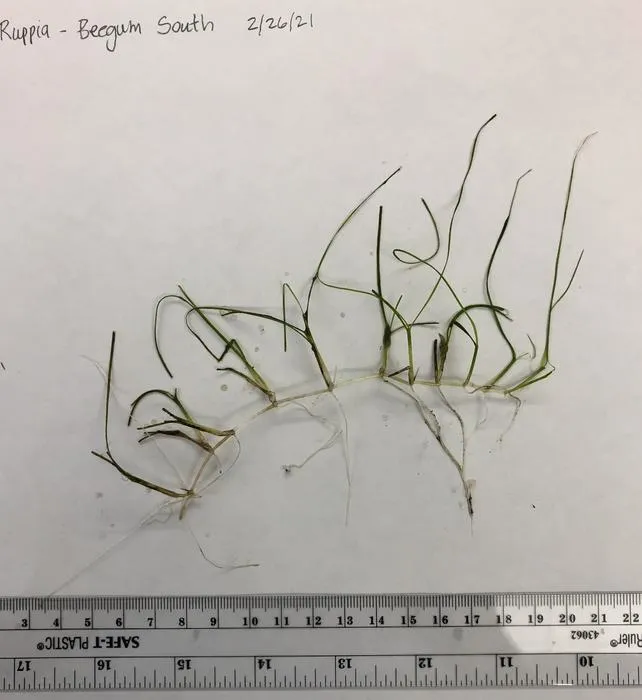 Ruppia maritima