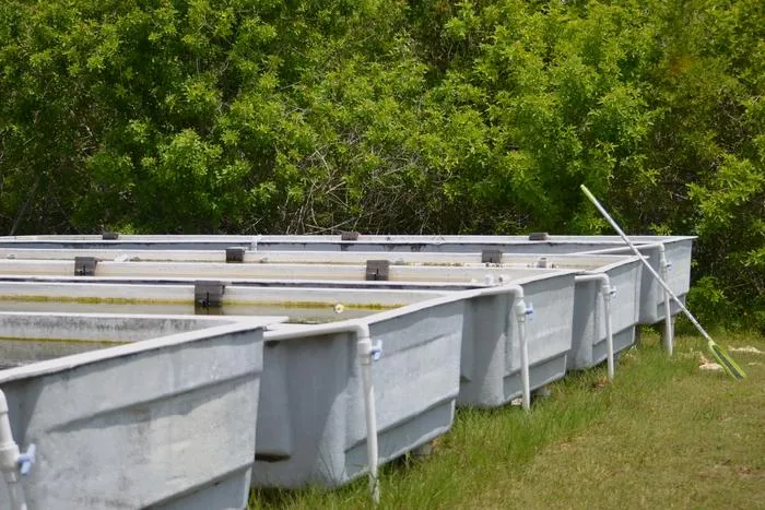 FAU Harbor Branch Seagrass Nursery