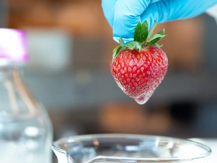 Strawberry dipped in the agar-based coating.