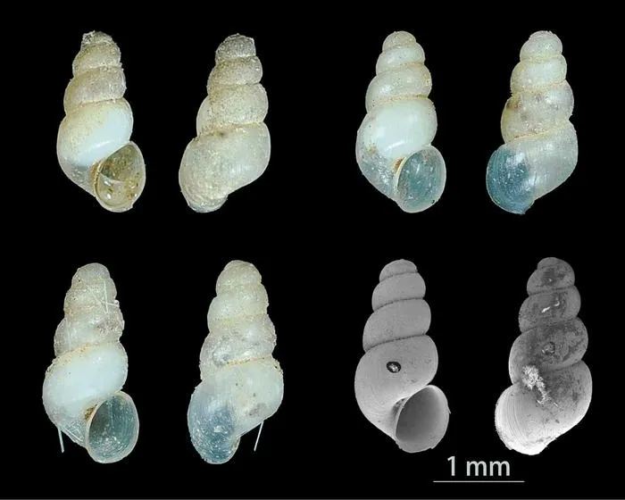 Species of Erhaia dijiang with a scale bar of 1 mm.