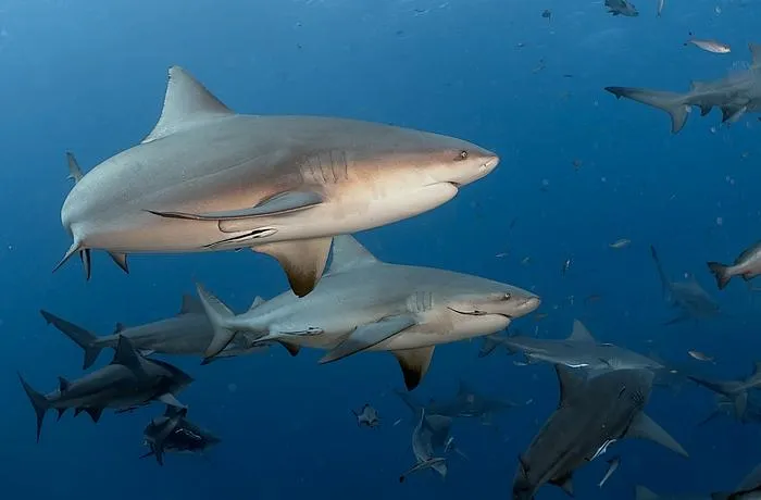 Bull sharks at at Shark Reef Marine Reserve