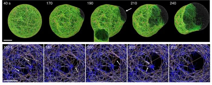 Agent-based computational model for dissecting the molecular mechanism of bleb formation