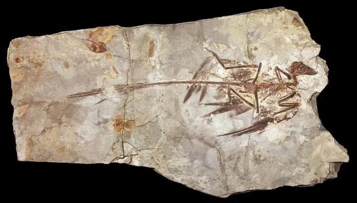 Microraptor fossil