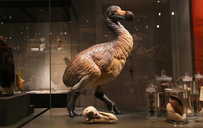 Dodo-NaturalHistoryMuseumDenmark