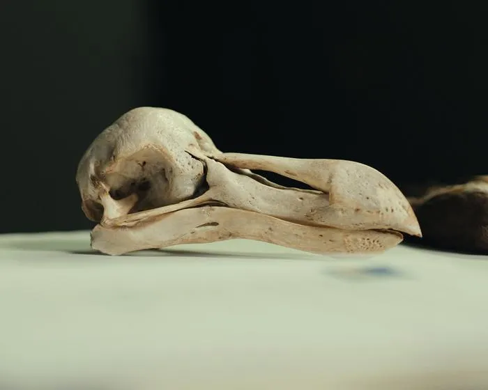 DodoSkull-NaturalHistoryMuseumDenmark