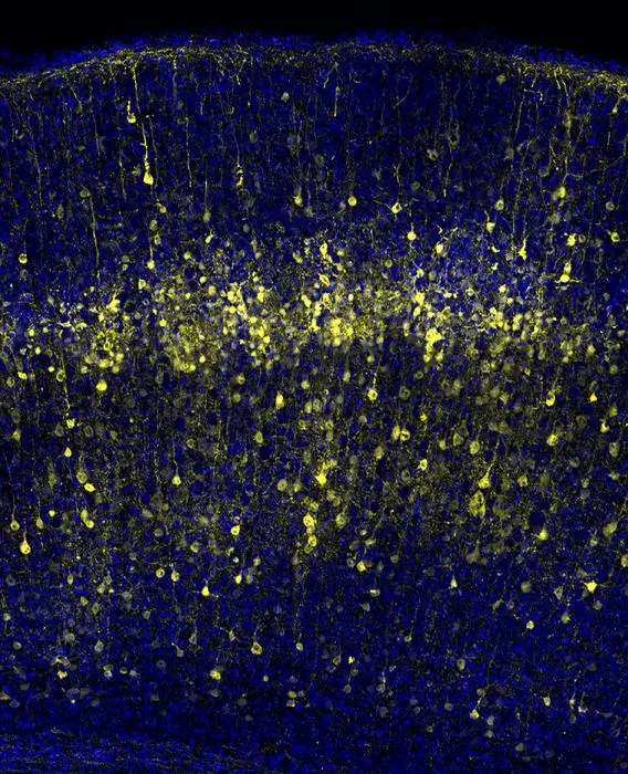 Tracing the origins of cortical neurons