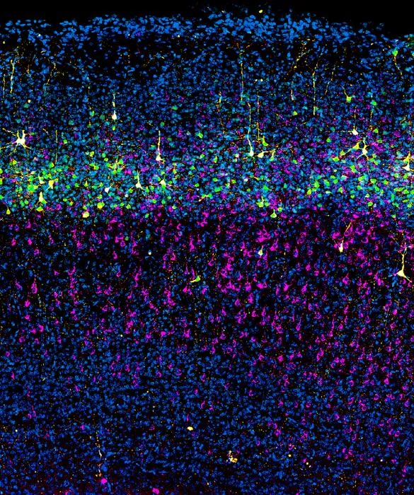 Projection neurons in the mouse cerebral cortex