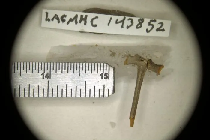 A nearly complete sacro-urostyle of a possibly juvenile individual Spea labrae. Courtesy of La Brea Tar Pits