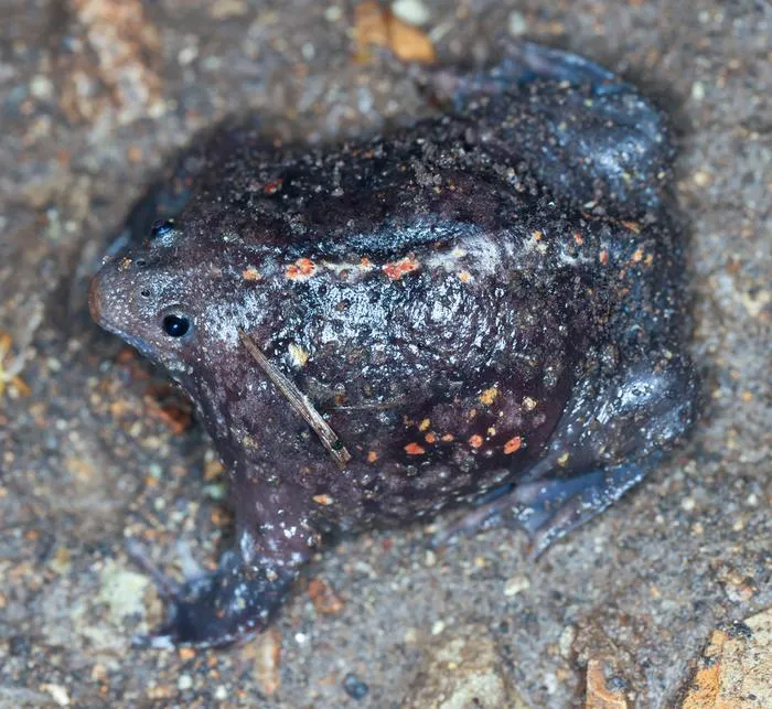 An iNaturalist observation of the Mexican burrowing toad, Rhinophrynidae dorsalis, recorded in Costa Rica.