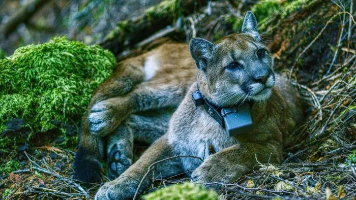 Puma wearing a tracking collar