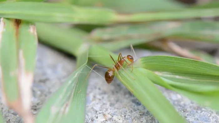 Long-legged ant