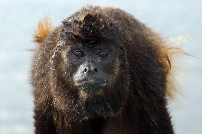 Howler monkey