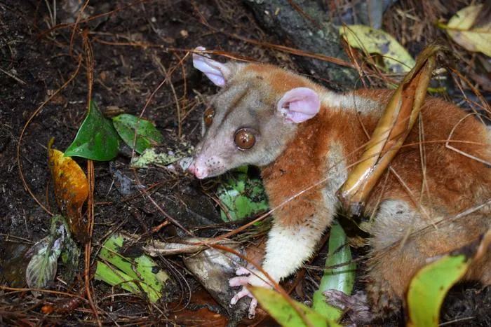 Caluromys derbianus