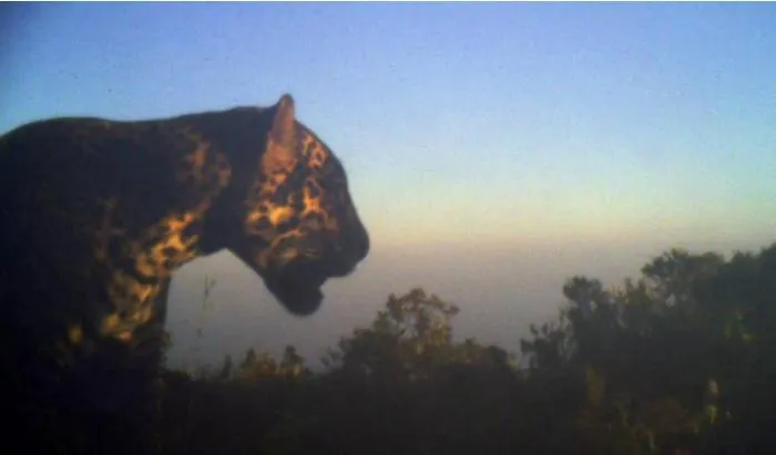 First jaguar record at Cusuco National Park