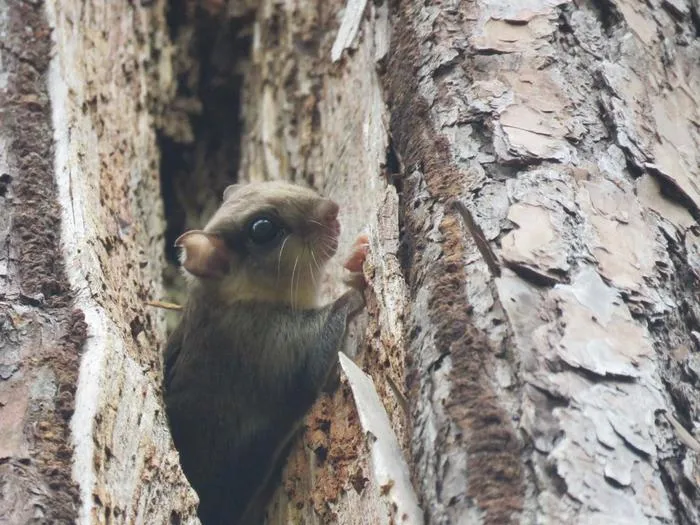 Glaucomys volans
