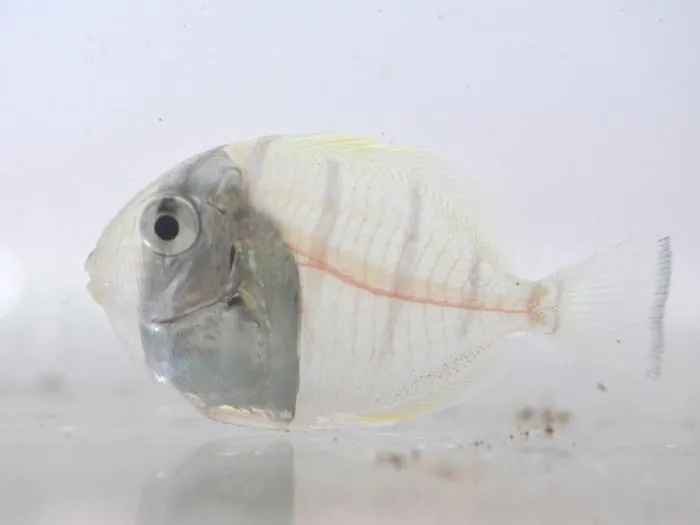 Convict surgeonfish metamorphosing larvae