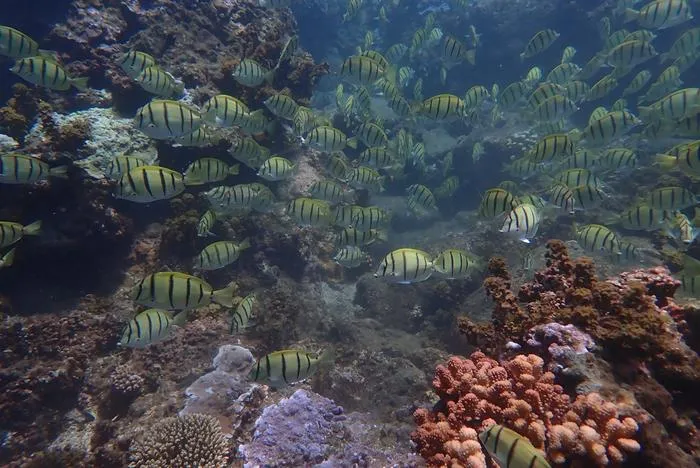 Convict surgeonfish shoal