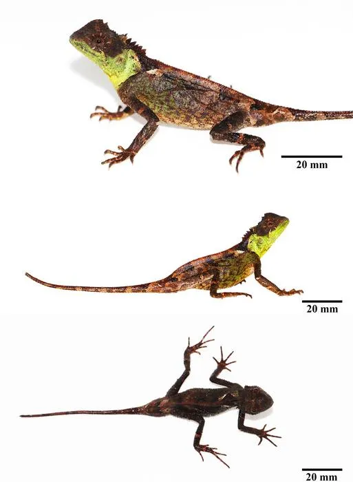 Male Acanthosaura syrax