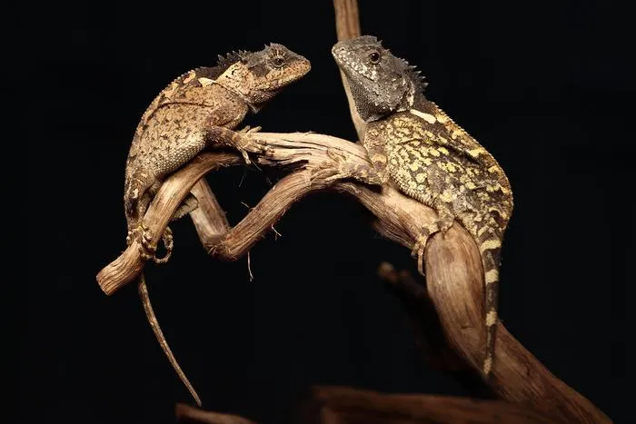Acanthosaura syrax