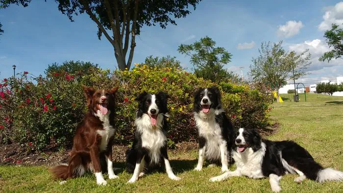 Four canine research participants