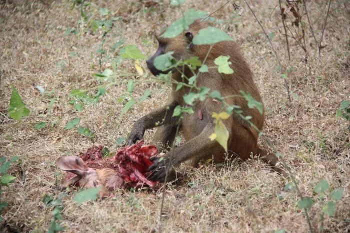 Female Guinea baboon with the prey she caught herself.