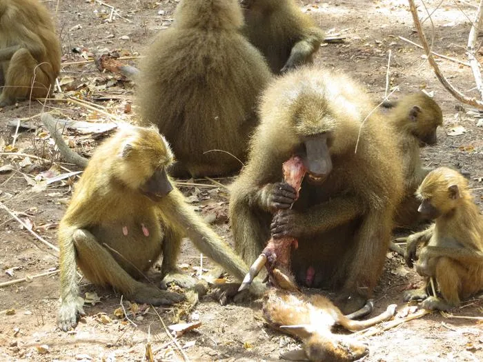 Guinea baboon meat-eating event.