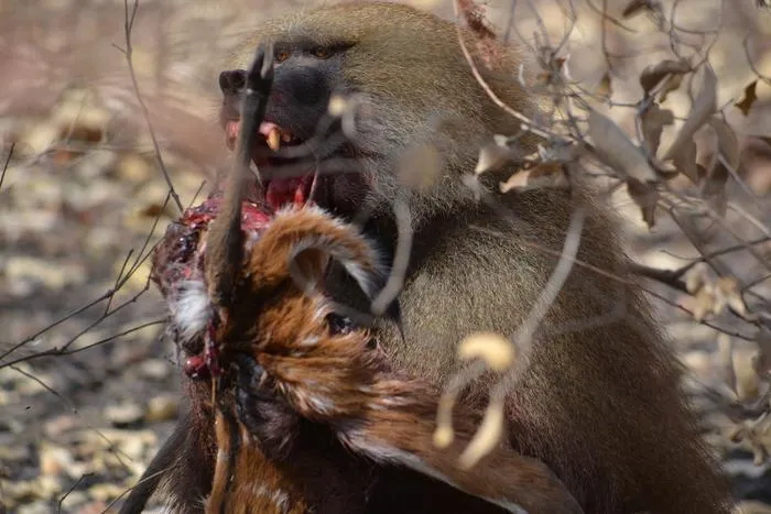 Male Guinea baboon feast on his prey.