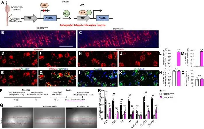 Ectopic expression of OSKTFs in retrogradely labeled corticospinal neurons