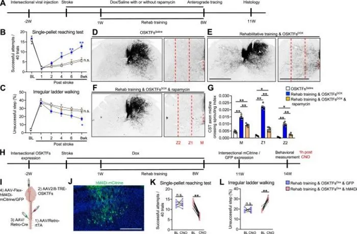 Effects of rapamycin and chemogenetic silencing on CST sprouting and functional recovery with combined treatment