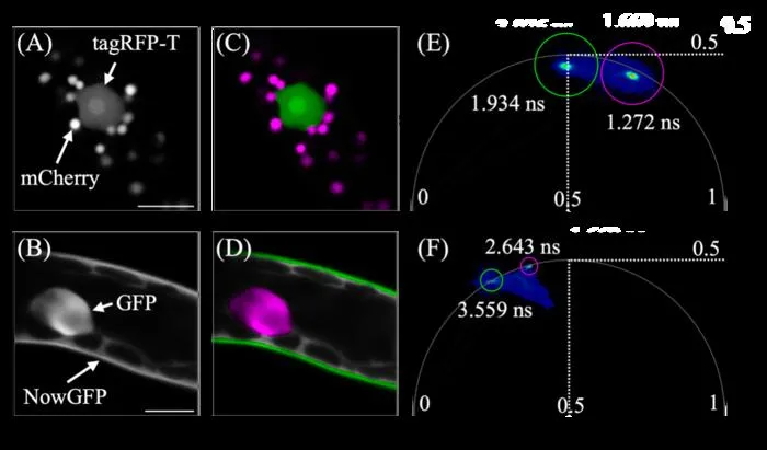 Simultaneous observation of two fluorescent proteins within plant cells