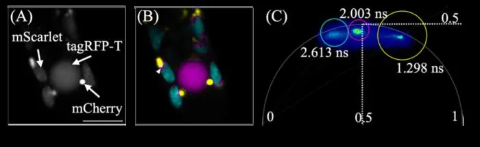 Simultaneous observation of three fluorescent proteins within plant cells