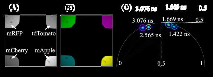 Simultaneous observation of fluorescent proteins in vitro