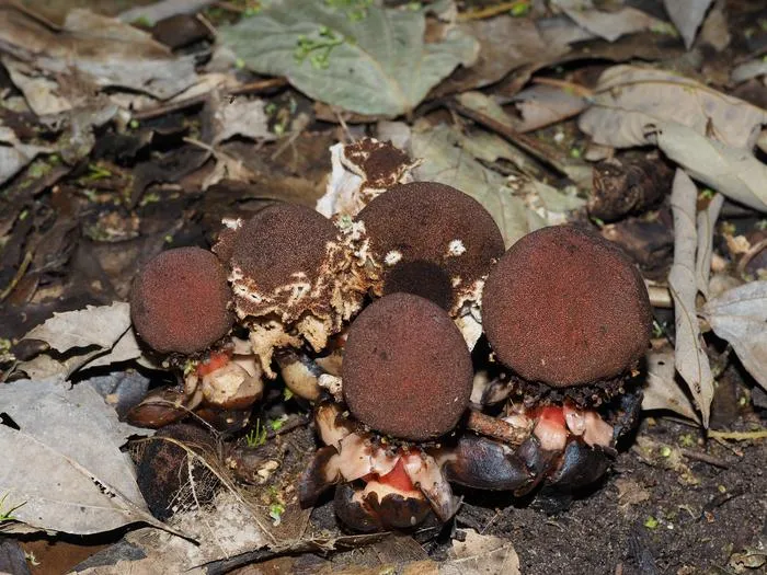 2608XX-Suetsugu-Crabs-Plant