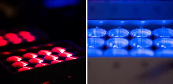 Colour-sensing yeast that respond to red and blue light