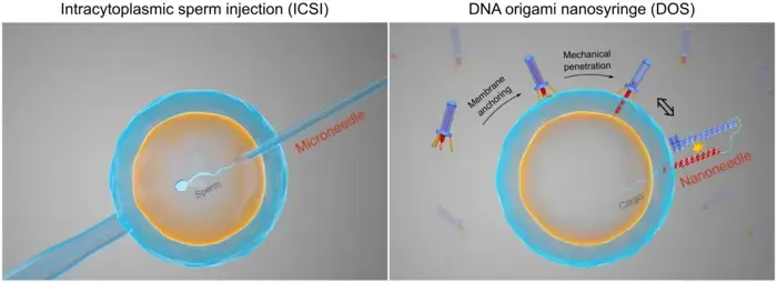 Left: Intracytoplasmic sperm injection at the microscale. Right: DNA origami nanosyringe at the nanoscale for directed membrane translocation.