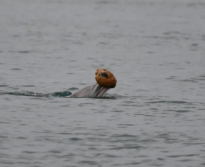 Adult female dolphin captured 'shelling' to catch fish by UniSC researchers