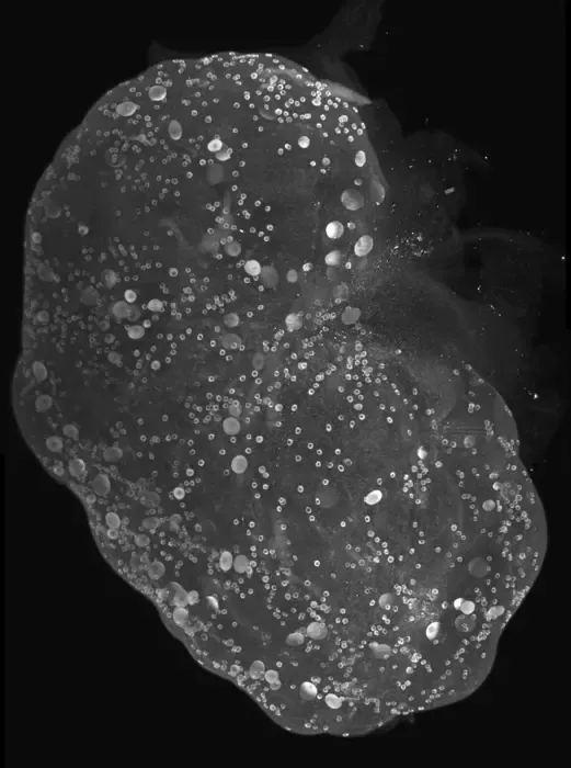 Transparent whole mouse ovary