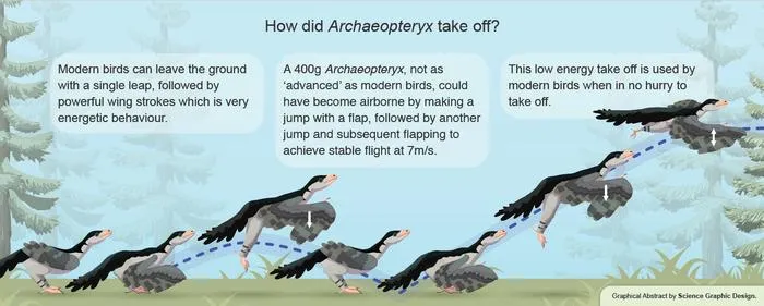 Illustration of take off by Archaeopteryx
