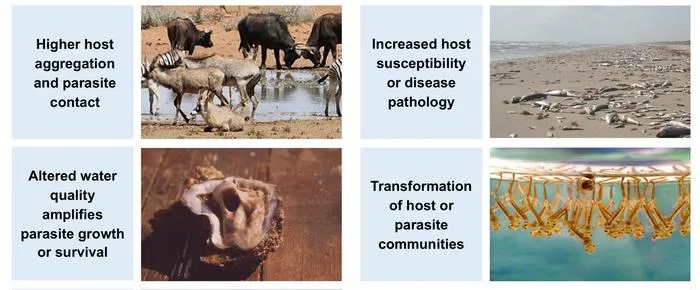 Credit: Johnson and Stewart Merrill / Trends in Ecology and Evolution 2026