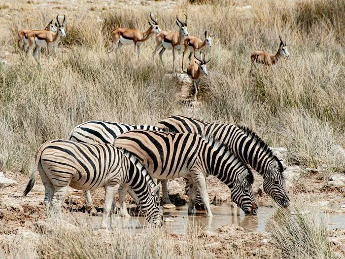 Droughts can force animals to converge around watering holes that remain, potentially creating opportunities for parasites to circulate.