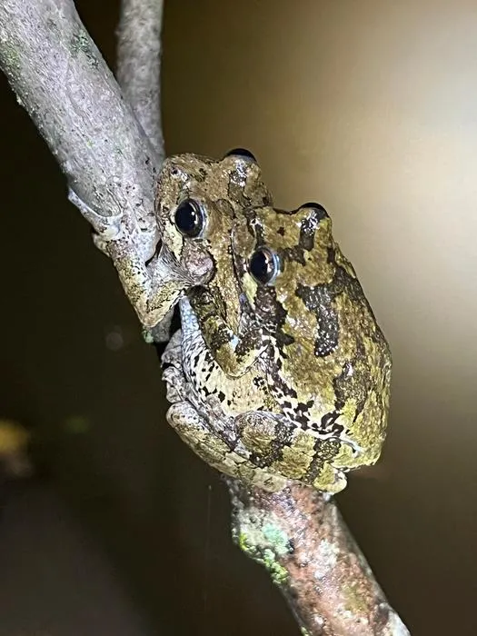 Cope’s gray treefrogs in amplexus 2