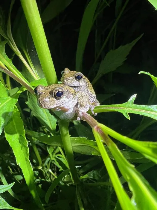 Cope’s gray treefrogs in amplexus 3