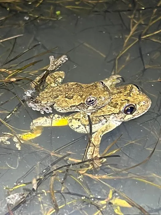 Cope’s gray treefrogs in amplexus 1