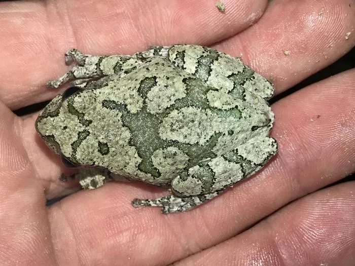 Cope's Gray Treefrog