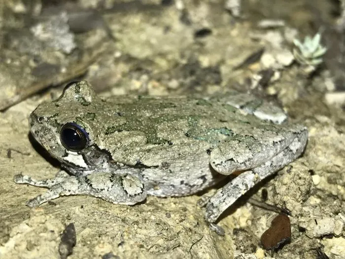 Cope's Gray Treefrog