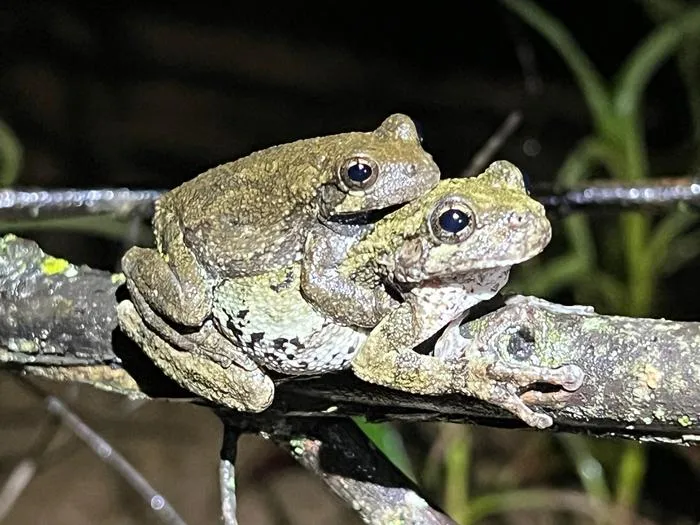 Tree frogs mating