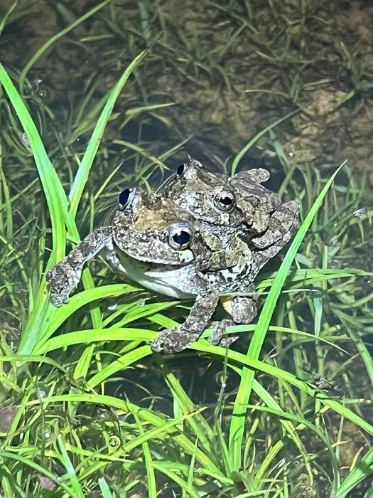 Treefrogs in grass